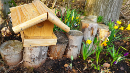 Yellow flowers in garden.Spring flowers in the garden.white crocus flowers in the garden