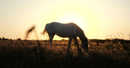 White horse eating rusty grass in a windy weather at sunset in slow motion