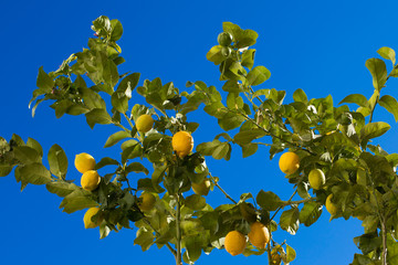 Closeup of lemon tree over blue sky in Spain