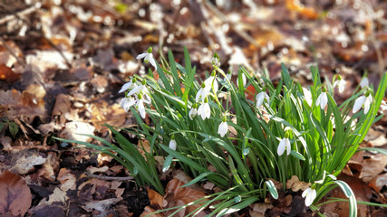 Close up of snowdrop flower in green grass.snowdrops in the forest
