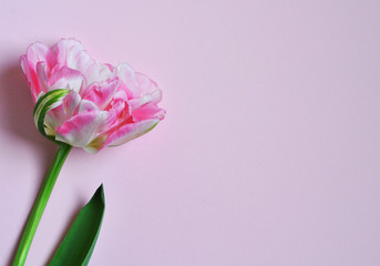 Pink tulip on a light pink background with copy space. Flat lay, top view.