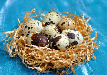 Obraz premium Quail eggs on blue background. Easter design.