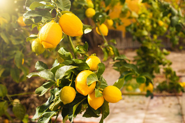 Bunch of fresh ripe lemons on a lemon tree branch in sunny garden. - obrazy, fototapety, plakaty