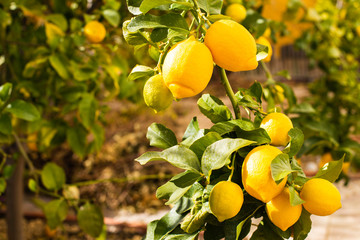 Bunch of fresh ripe lemons on a lemon tree branch in sunny garden.