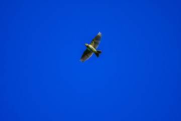 skylark flying in blue sky