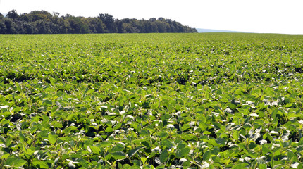 The field grows soy