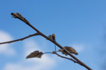 Spring flowering trees. Swollen kidneys.