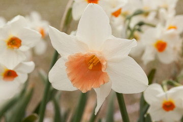 daffodil white pink