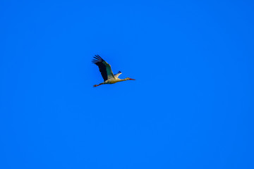 stork in flight