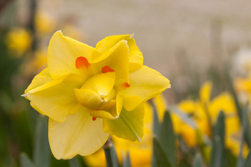 daffodil close group