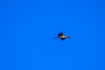 stork in flight