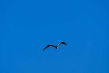 tern in flight