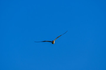 tern in flight
