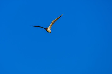 gull flying in the sky