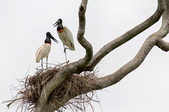 Tuiui&uacute; casal no ninho