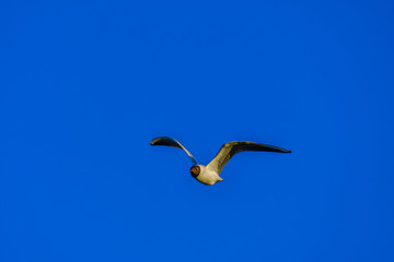 Fototapeta na wymiar gull flying in the sky