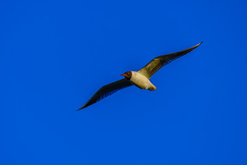 gull flying in the sky