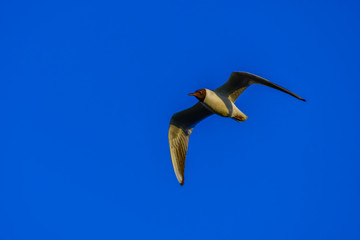 Fototapeta na wymiar gull flying in the sky