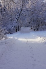Obraz premium Foot tracks on a walking trail in the snowy woods