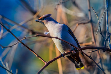  Bohemian waxwing