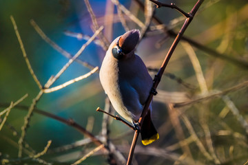 Bohemian waxwing