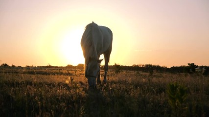 White horse grazing dark grass in an airy field in autumn in slow motion