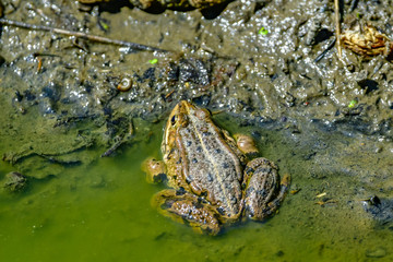 frogs in mud