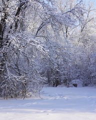 Beautiful trees with hoarfrost after snowfall in winter