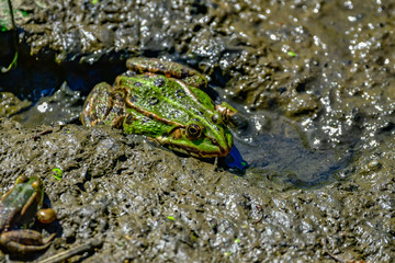 frogs in mud