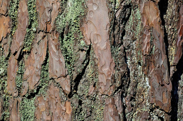Bark pine close up. Beautiful natural background