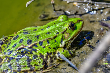frogs in mud