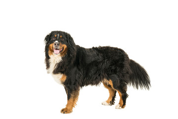 Berner Sennen Mountain dog standing looking up isolated on a white background