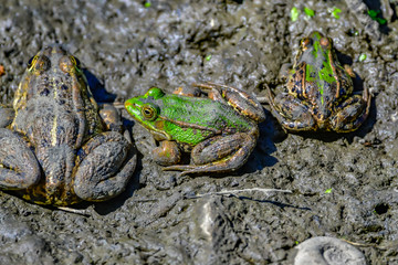 frogs in mud