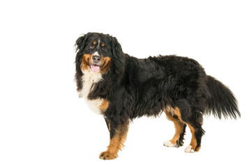 Berner Sennen Mountain dog standing looking up isolated on a white background