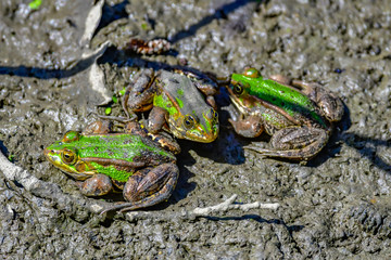 frogs in mud