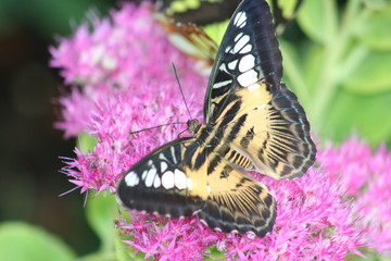 papillon n,oir