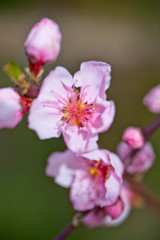 Spring blossoms, pink peach flowers.