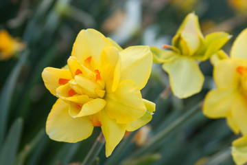 frilly daffodil