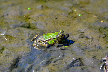 frogs in mud