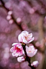 Spring blossoms, pink peach flowers.