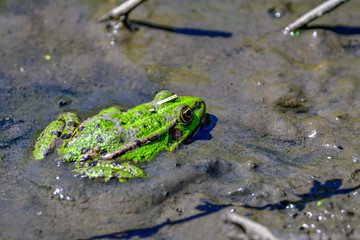 frogs in mud
