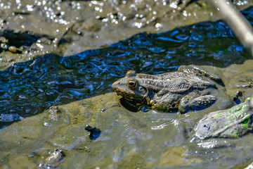 frogs in mud