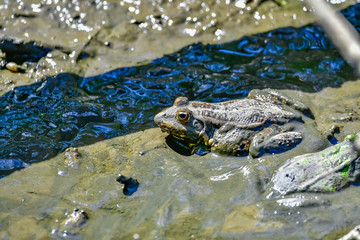 frogs in mud