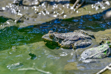 frogs in mud