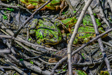 frogs in mud
