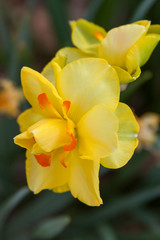 Obraz na płótnie Canvas ruffle daffodil