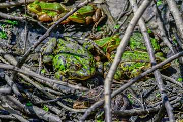 frogs in mud