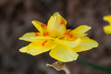 upturn daffodil