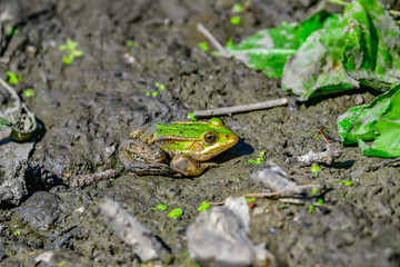 frogs in mud
