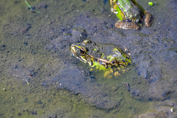 frogs in mud